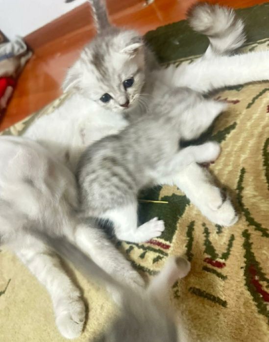 Кошка кот  мысық