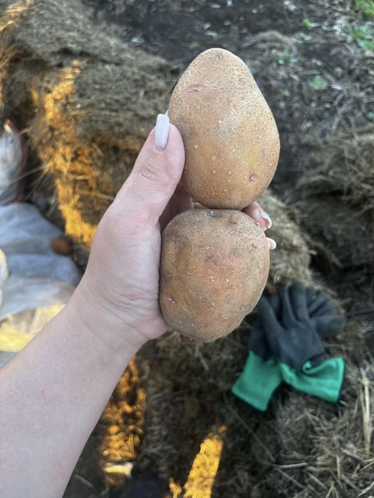 Домашняя картошка