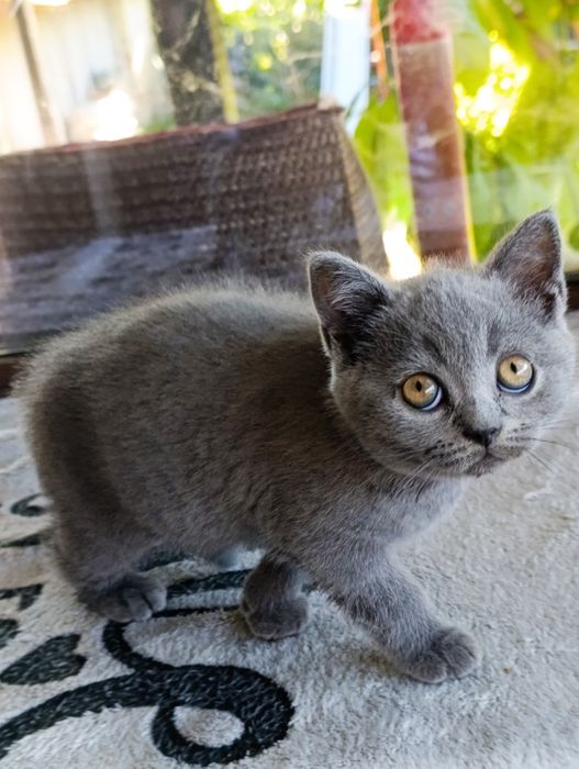Băiețel British shorthair
