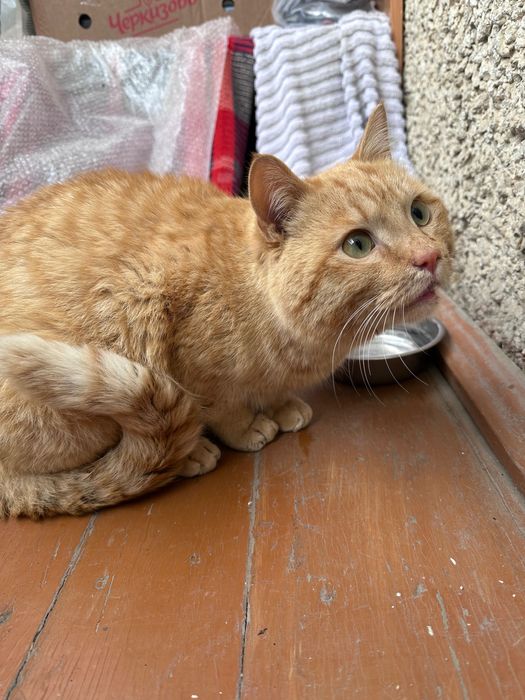 Котик ищет дом срочно