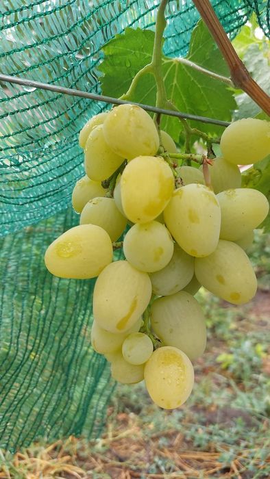 Vita de vie  soiuri de masa cu aroma fructata,armonioasa si cu gust de muscat