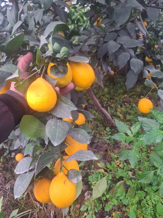 Лимон мандарин апельсин.