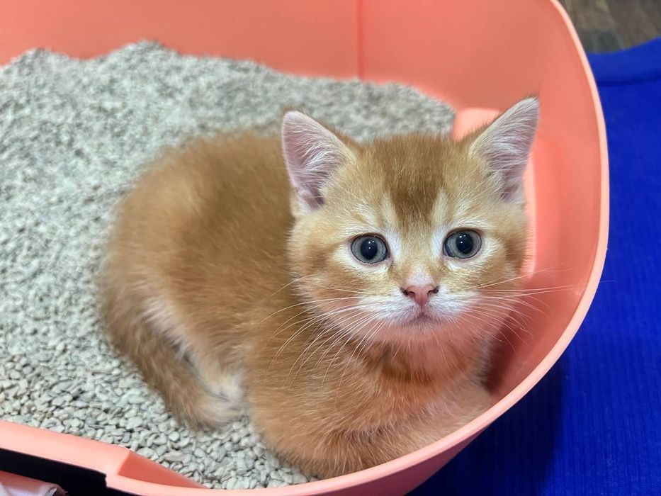 Шикарные котята ищут любящую семью