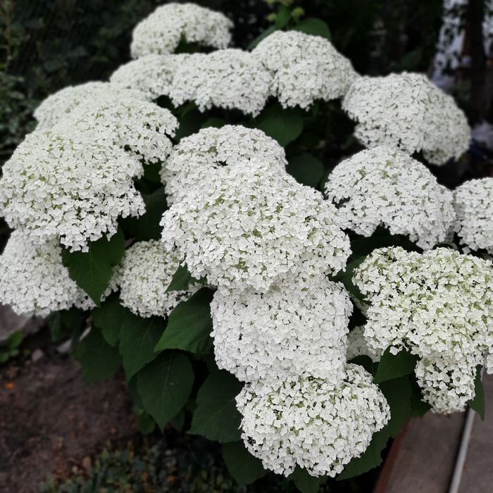 Гортензия саженцы гортензии