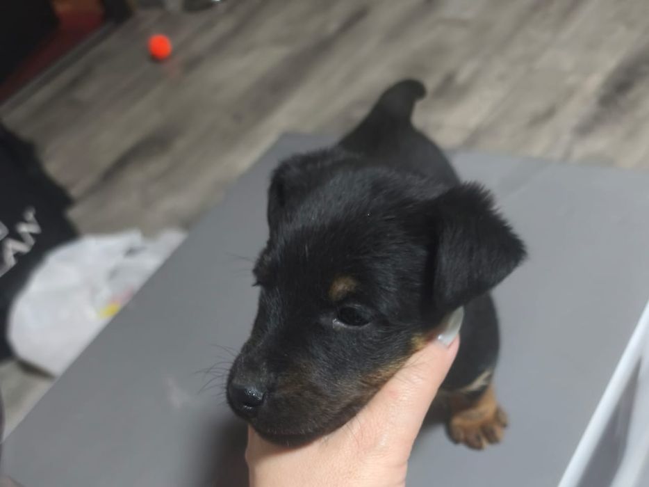 Немецкий Ягдтерьер