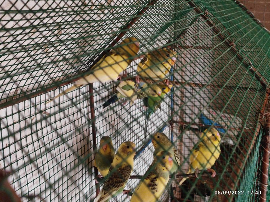 Valnesniy papugaylar bor