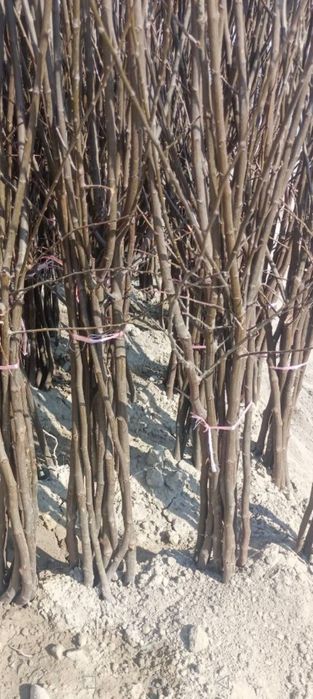 Мевали кучатлар бор