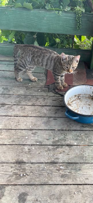 Pui de pisici spre adoptie