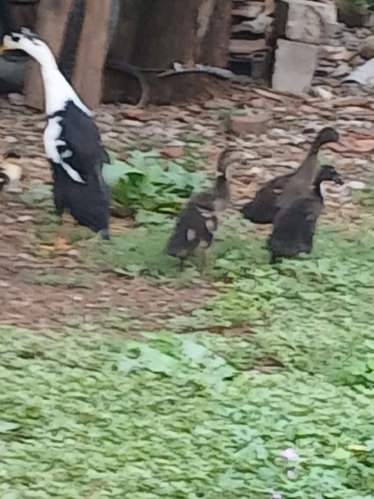 Vand gaini pui si rate