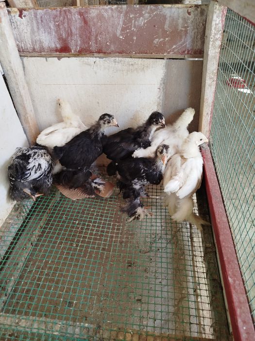 Жужалар сотилади