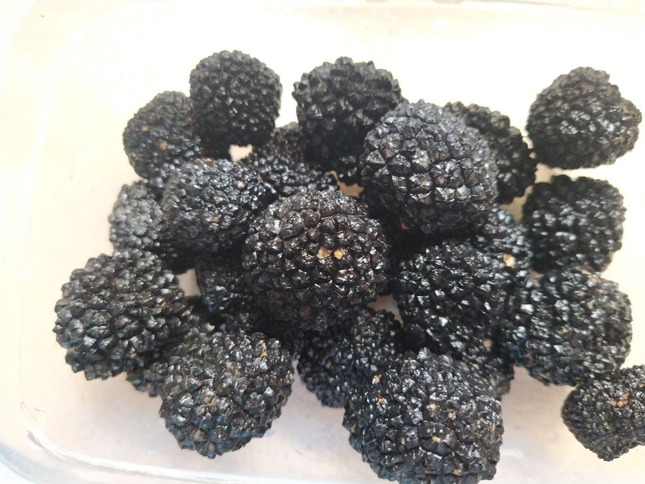 Трюфели(Tuber aestivum)