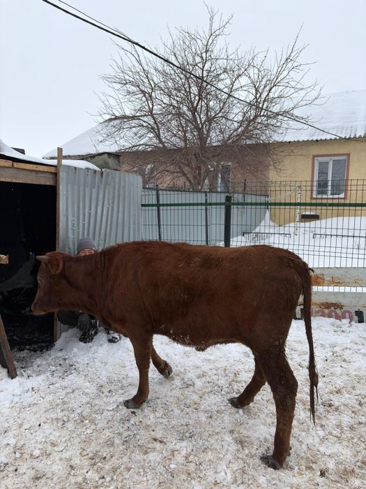 Продам 6 голов быки телки