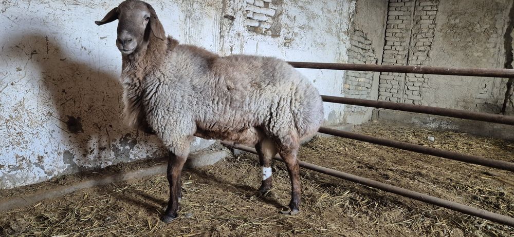 Эдилбайски Кучкой сотилади