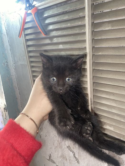 Отдам котят бесплатно