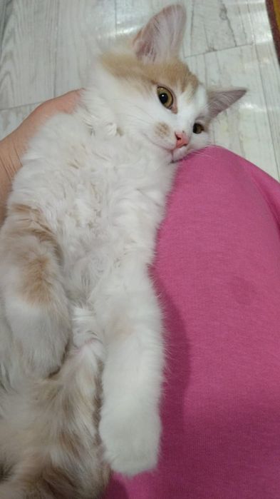 Отдадим котенка в хорошие руки