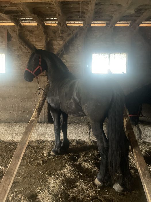 Vand armasar frizian 3,5ani talie mare
