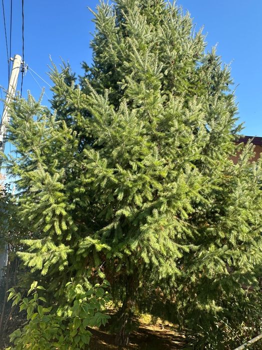 Brad de Crăciun OCAZIE!