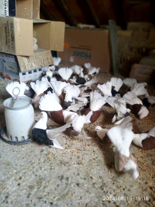 Гълъби...ЧИЛИКИ...