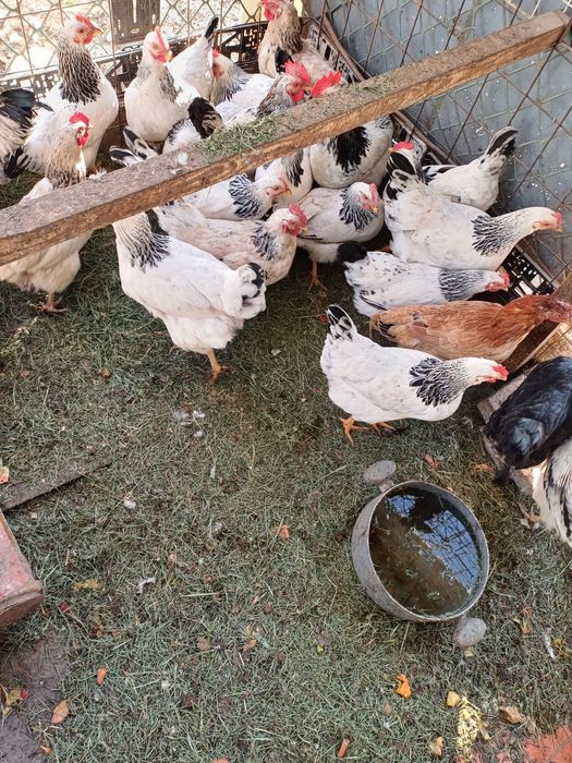 Продам курей серебристый Адлер