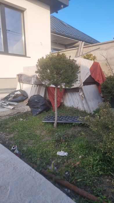 Vind  2 plante  tisa