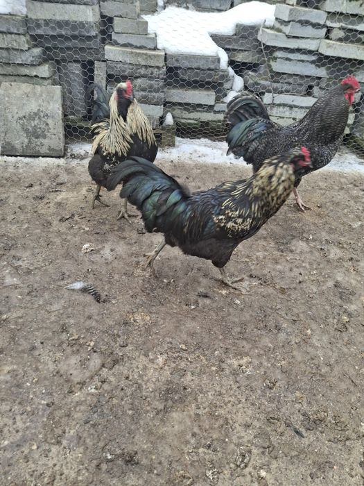 Cocoși de rasa de vanzare