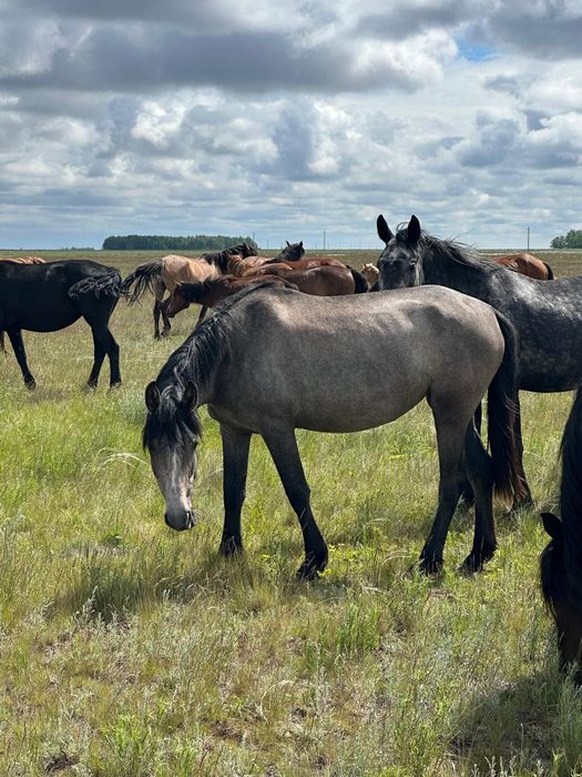 Продам кобылу с жеребенком