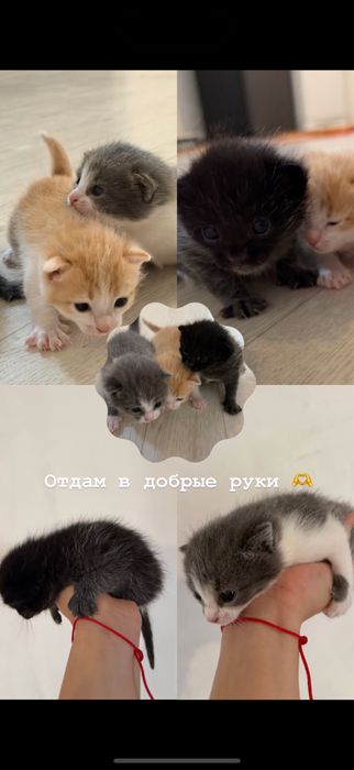 Отдам котят в добрые руки