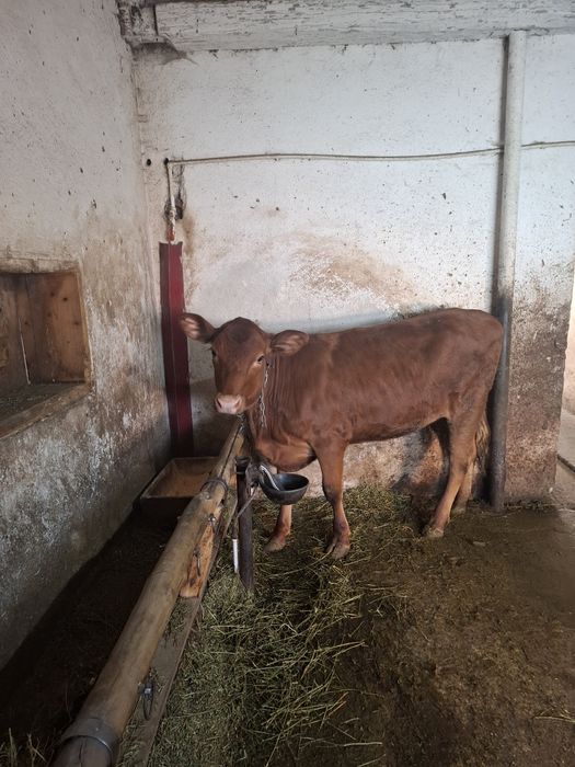 Vand vițeauă de8 luni