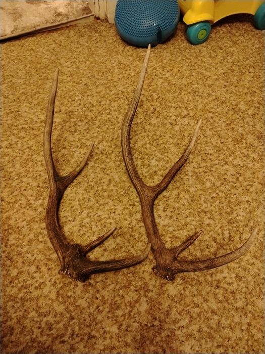 Еленови рога 2 броя