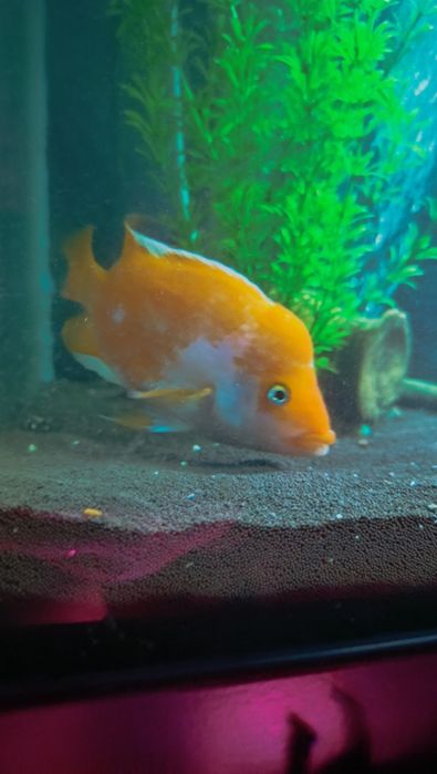 Продам либо поменяю