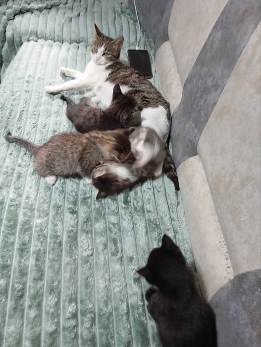 Отдам котят в добрые руки