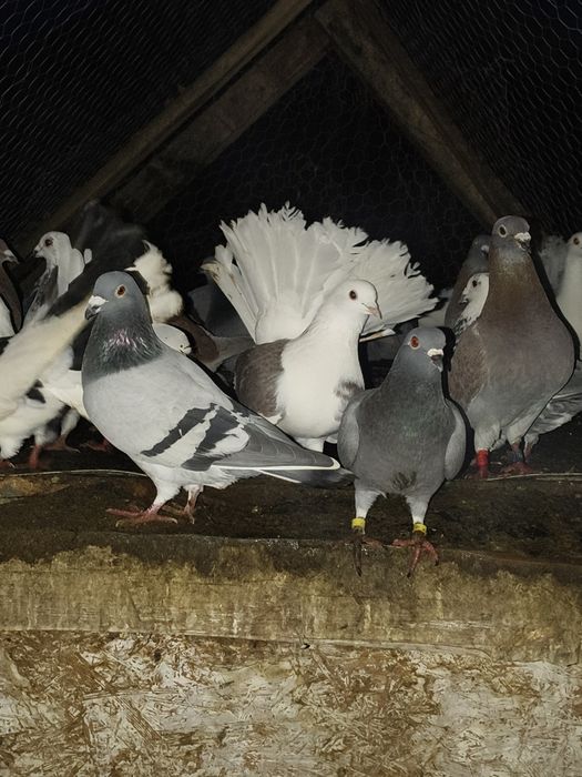 Porumbei de vânzare ornament , curte și voiajori