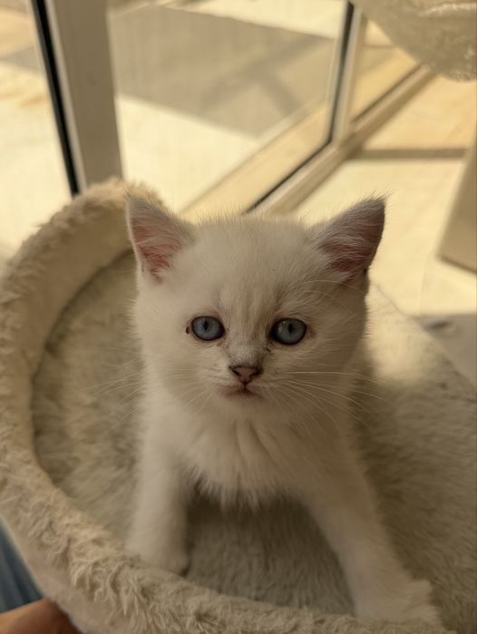 Продается британка шиншилла