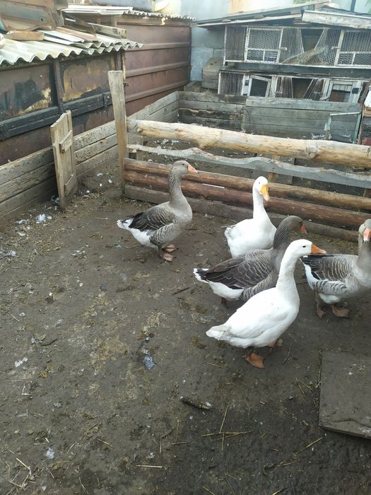 Продам гусей пять штук