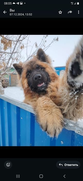 Щенки в надёжные руки