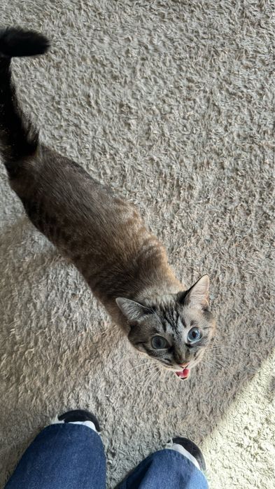 Отдам Кошку в хорошие руки