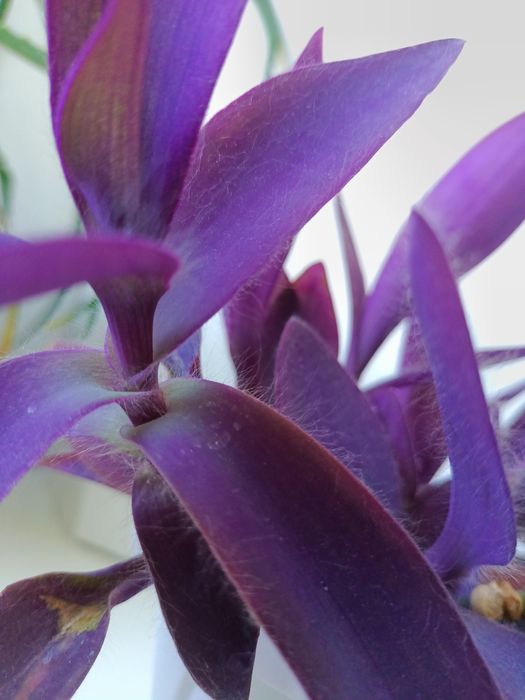 Традесканция Паллида (Tradescantia Pallida)