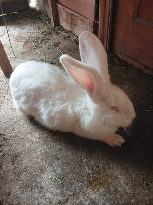 Продам кроликов срочно