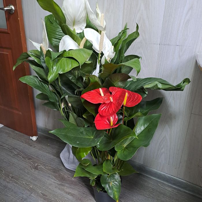 Продам женское счастье