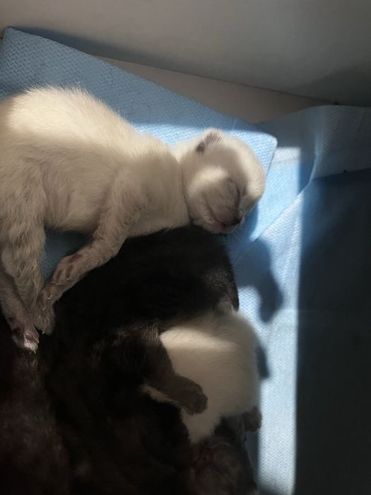 Продаются котята Scottish Fold