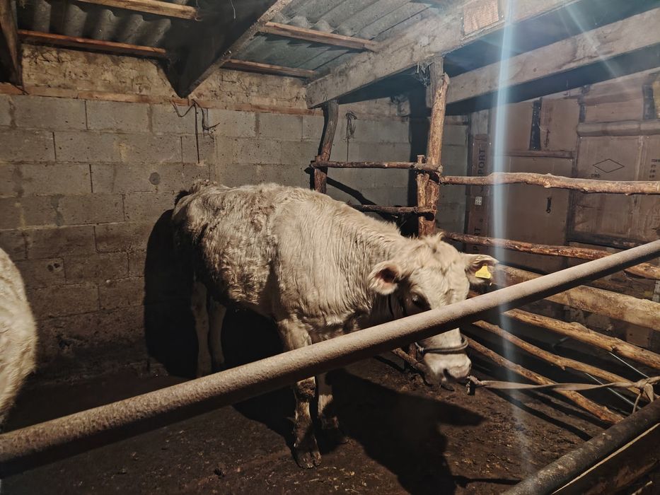 5құнажын 3 бұқа сатылады