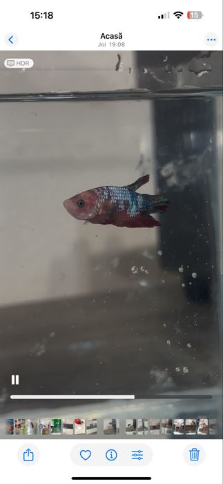 Pesti betta multicolori multiple rase . Hmpk plakat, halfmoon, veiltai ...