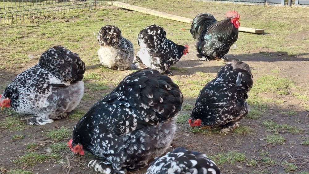 Cochinchina pitic  Ouă incubat