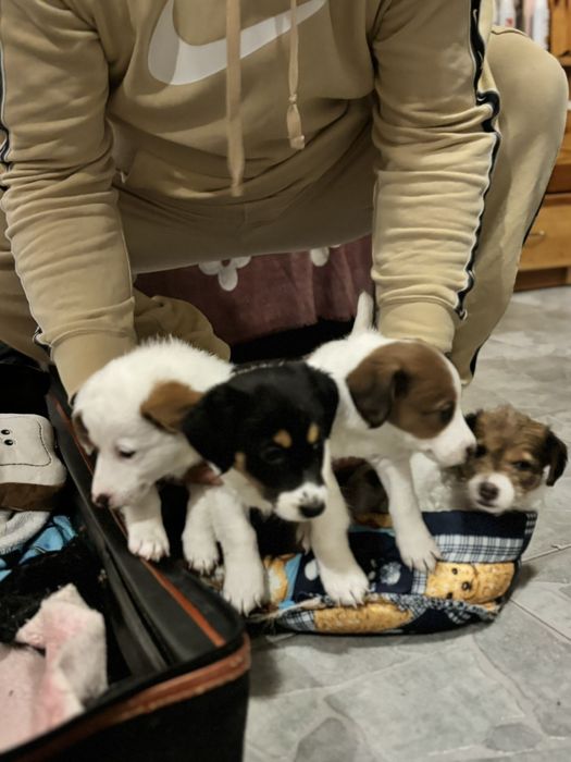 Джак ръсел и мини пинчер