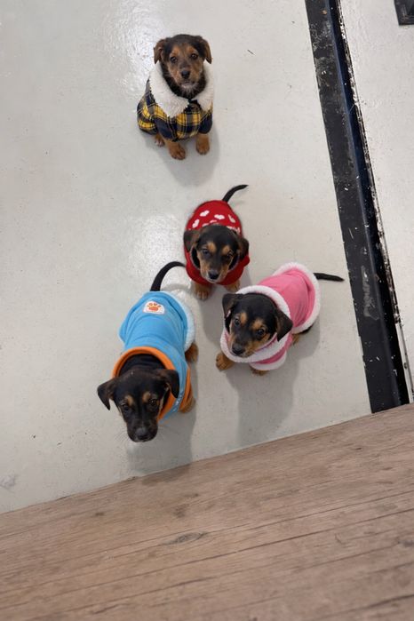 Подарявам кучета малки