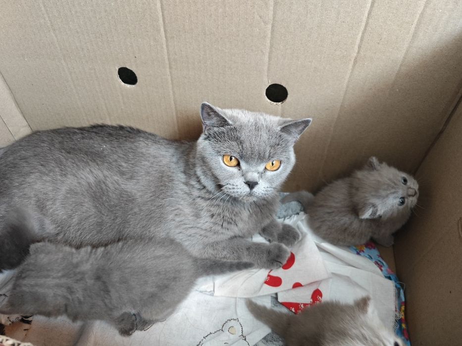 Британские котята