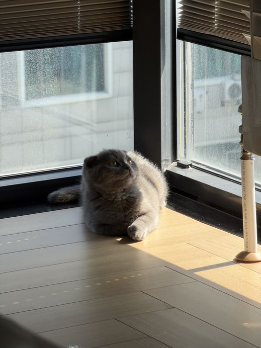 Шотландская вислоухая девочка, 3 месяца