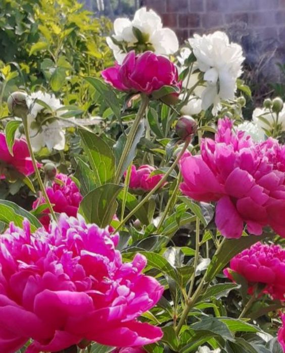 Цветы многолетнее