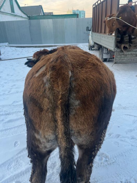 Продаю бычок бык 2.5 года бұқа бука