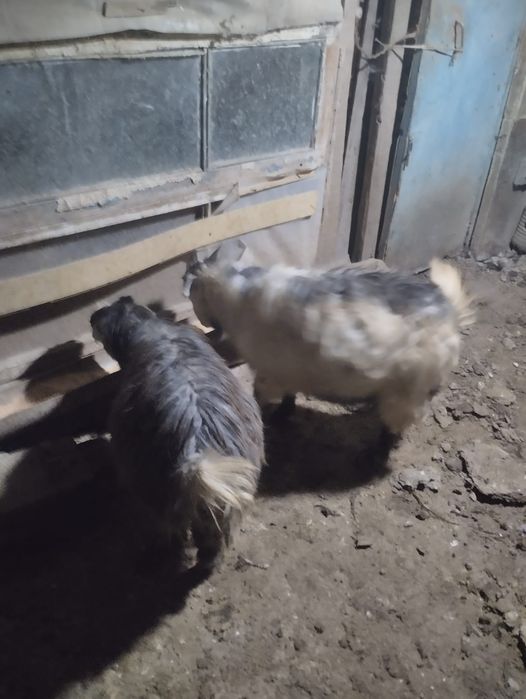 Продам козлят, девочки